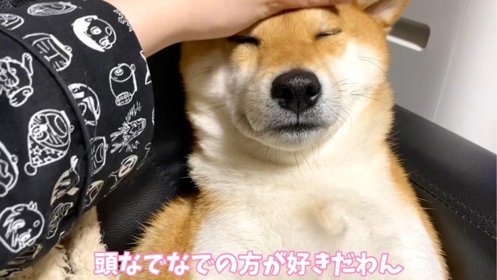 撫でられる犬