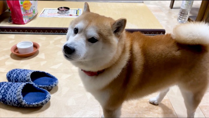 家族の顔を見上げる犬