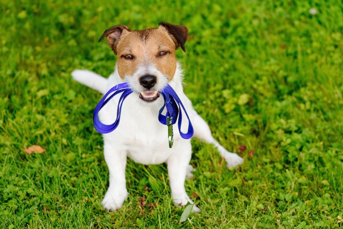 リードを咥えて芝生の上に座る犬