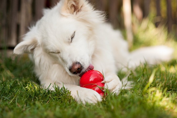 コングでおやつを食べている白い犬