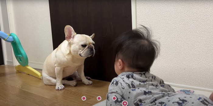 赤ちゃんと向き合うフレンチブルドッグ