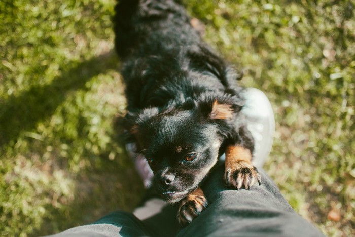 膝の上に乗りたがる犬