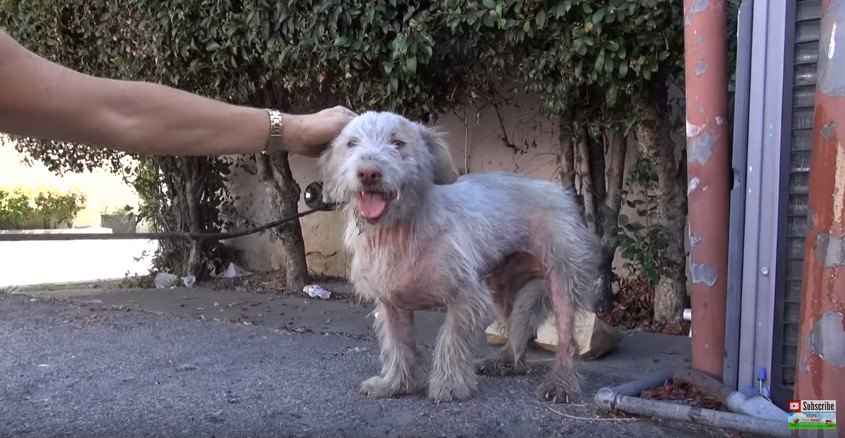 なでられる犬