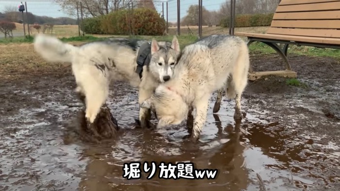 地面ホリホリもはかどる！