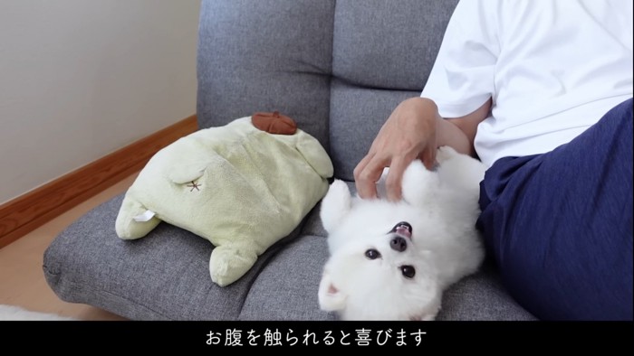 お腹を撫でられる犬