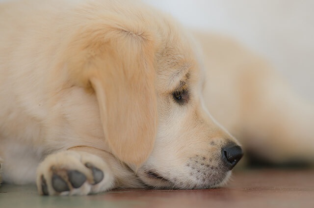 暗い表情の犬