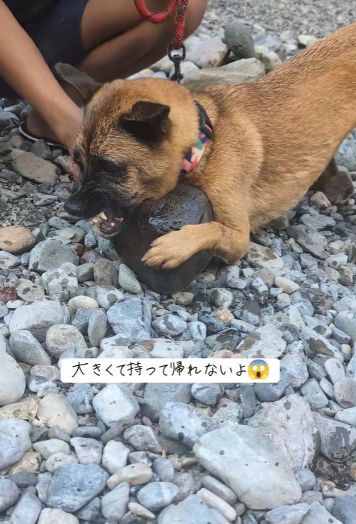 石を取り上げようとしたら豹変！