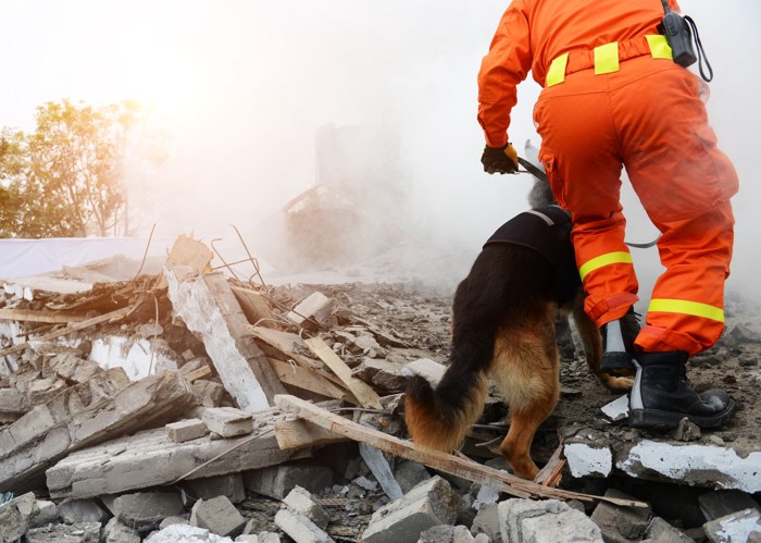 地震で崩れた建物の瓦礫の中を歩く災害救助犬