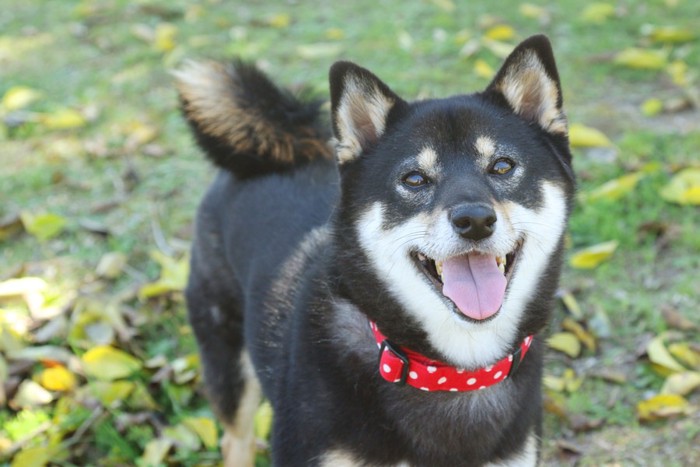 カメラ目線の柴犬