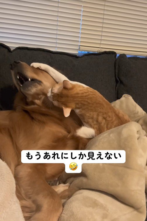 まるでトム・ブラウンのツッコミ!?