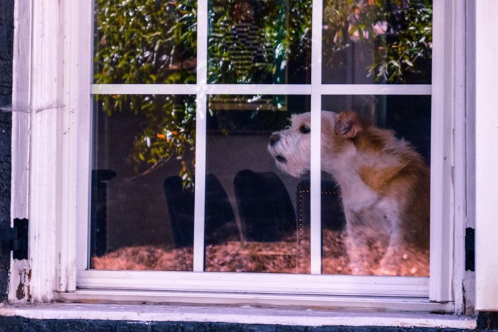 窓越しに吠える犬