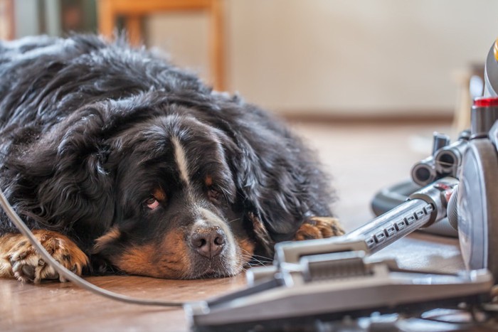 犬が慣れる