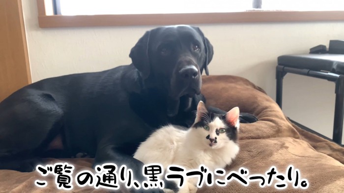 ムニくんと猫たちの尊い関係6