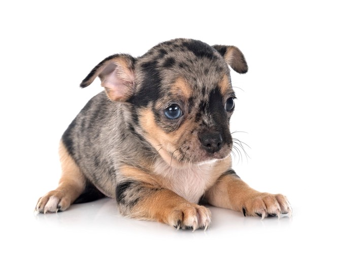伏せをしている生まれて間もないマールのチワワの子犬