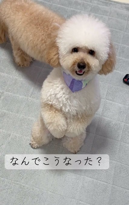 色が薄くなったふくくん1