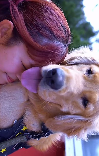 ゴールデンレトリバーの首元に顔を埋める女性