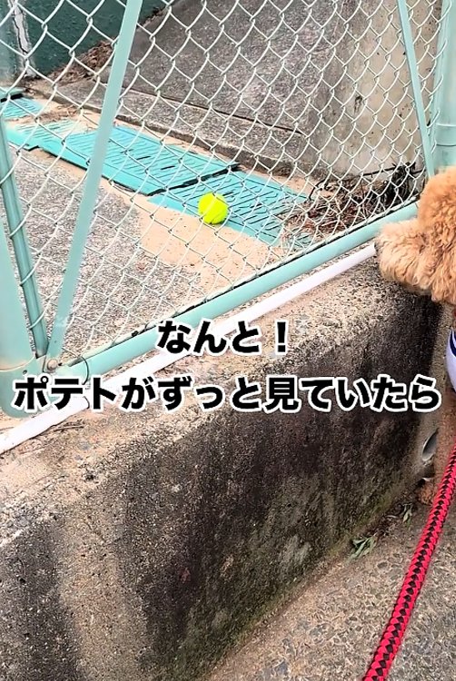 ボールを見る犬2