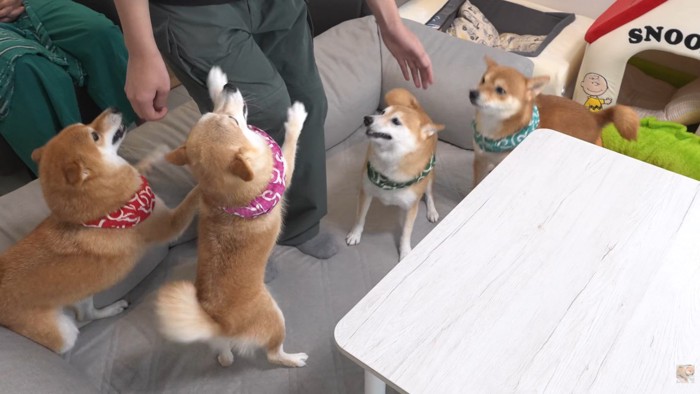 愛が止まらない4匹♡