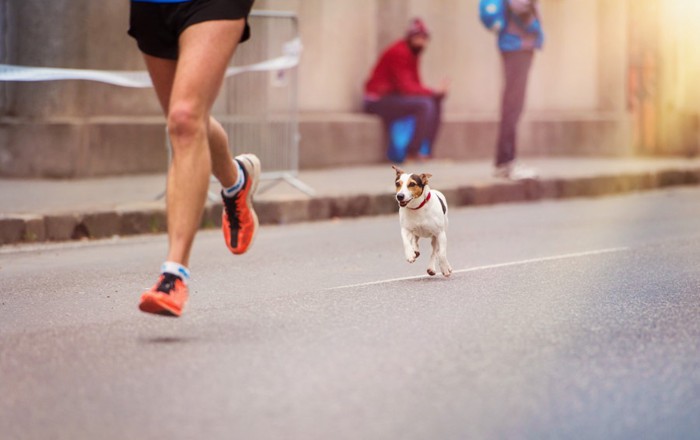 人を追いかけて走る犬