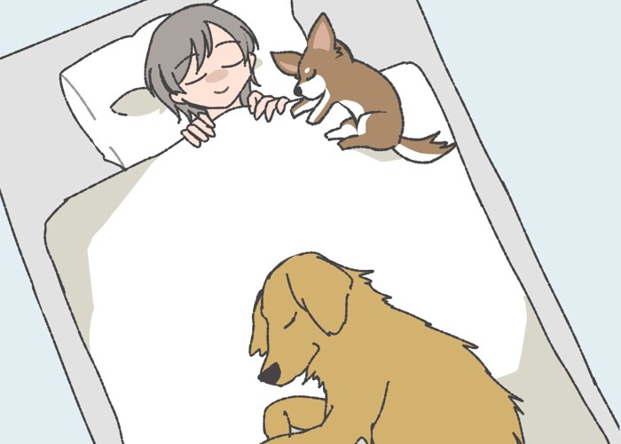 犬の寝る場所で異なる心理