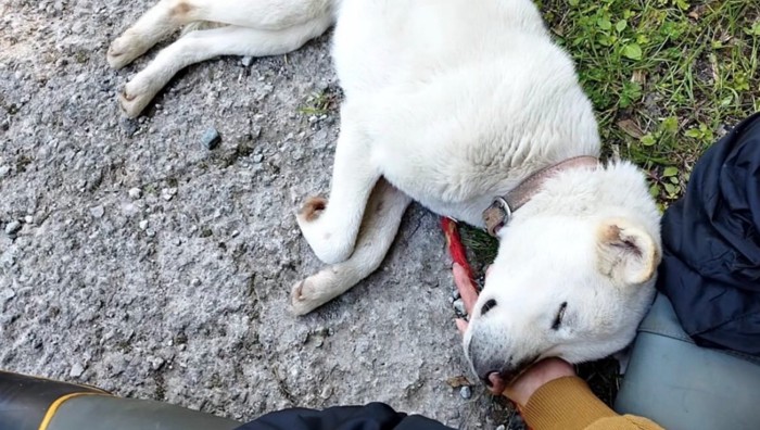 横になり眠る犬