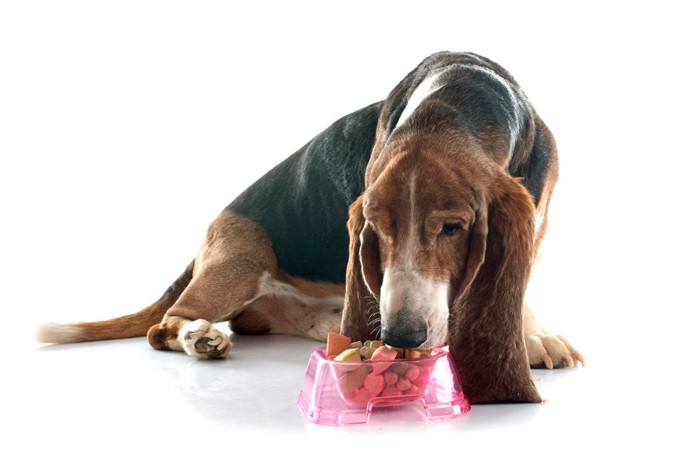 食事中のシニア犬