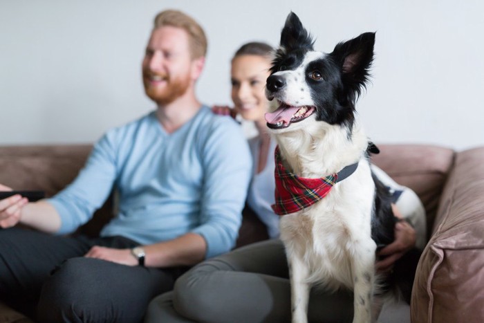 テレビを観るカップルと犬