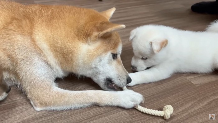 母犬のおもちゃに興味津々の子犬4