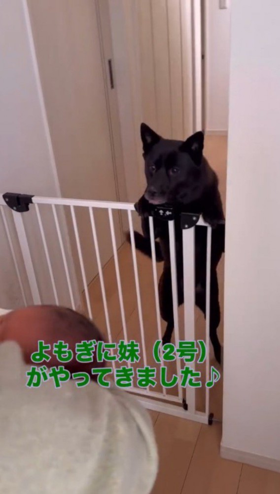 柵から身を乗り出して赤ちゃんを見つめる犬