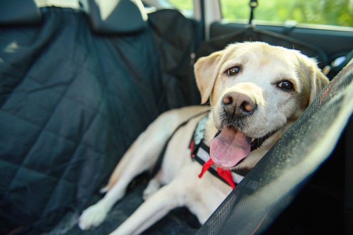 車に乗り込む犬