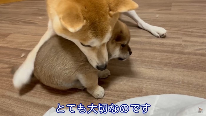 赤柴ちゃんの教育中