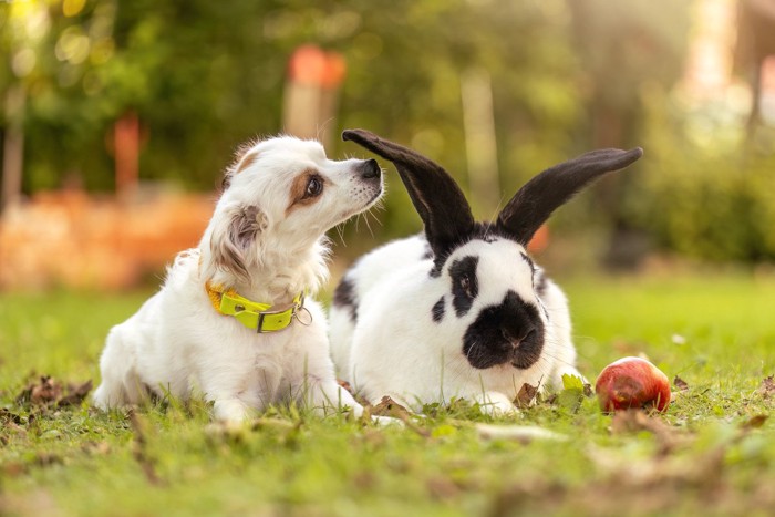 並んでいる犬とうさぎ