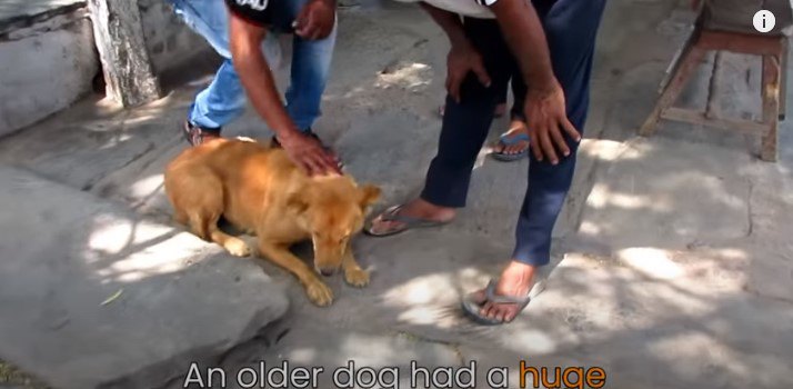 腹部に巨大な腫瘍がある老犬