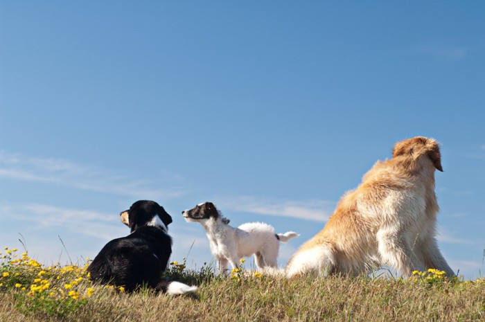 空を見つめる犬たち