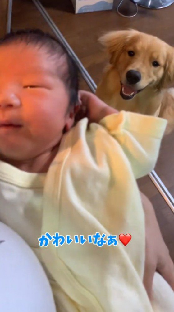 赤ちゃんを笑顔で見つめる犬