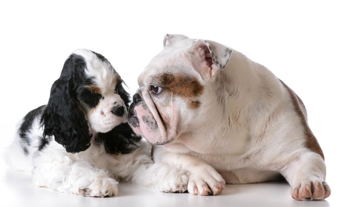 犬に嗅がれる犬