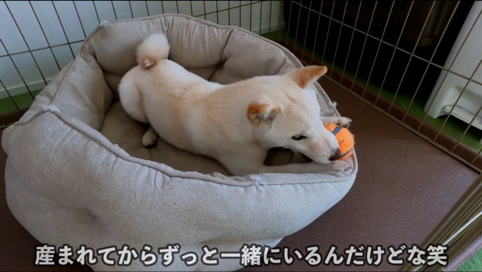 犬用ベッドの上でおもちゃをかじる犬