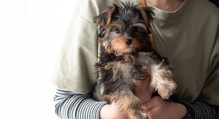 飼い主に抱っこされているヨークシャーテリアの子犬