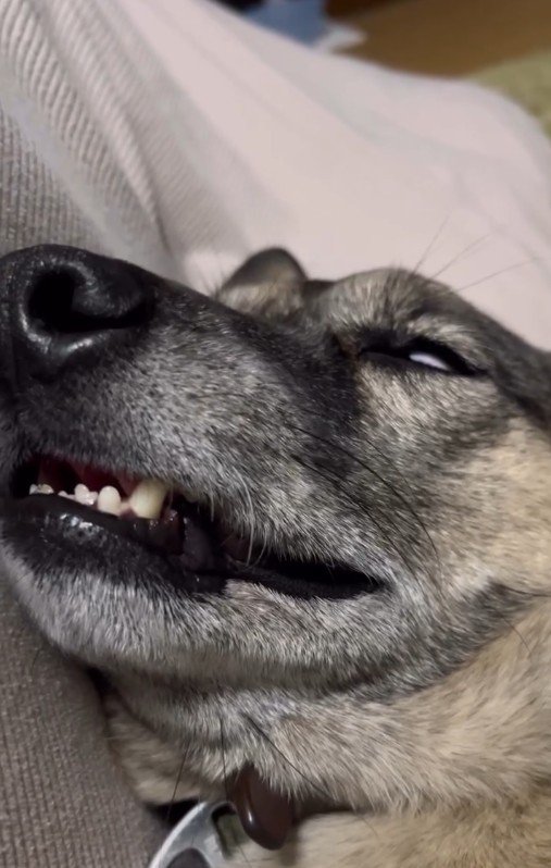 白目をむいて爆睡