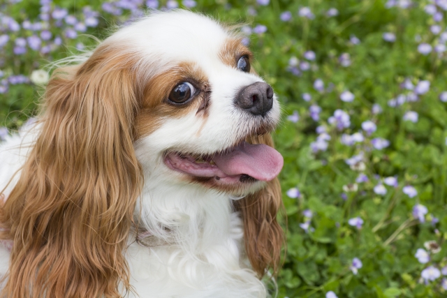 笑顔の犬