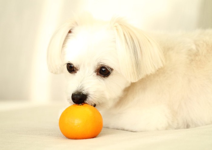 オレンジの匂いを嗅ぐ犬