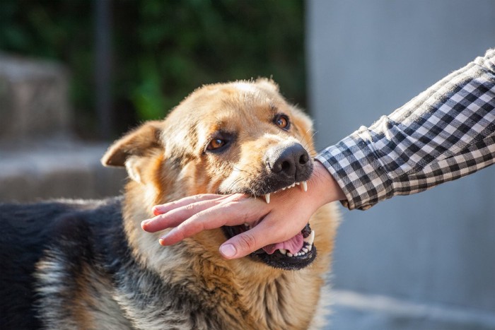 人の手を噛む犬