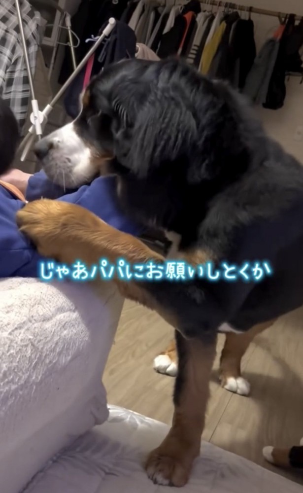 前足アタックする犬