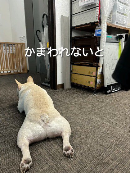 部屋の隅で寝そべる犬