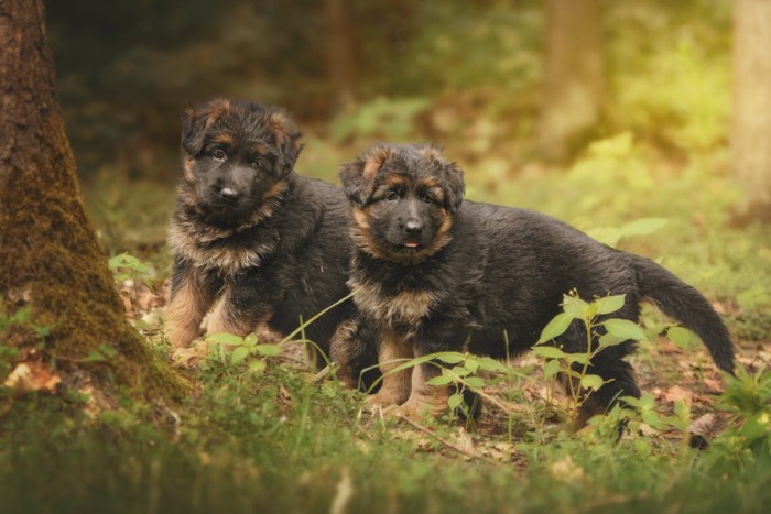 森を散策するシェパードの子犬