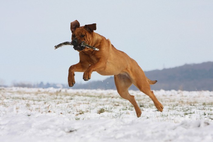 ジャンプする土佐犬