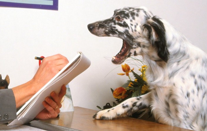 ノートを取る人と対面した犬