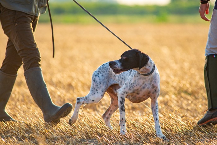 人と狩猟に向かうイングリッシュ・ポインター