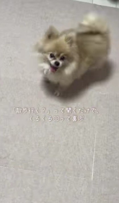 お散歩と聞くだけで大喜び♪