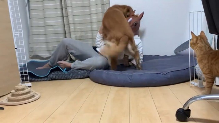 男性に乗る犬とそれを見る猫